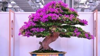 Top 25 Bougainvillea Bonsai is Amazing Tree 1 BonsaiTV [upl. by Nylra]