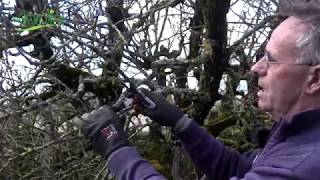 Comment FAIRE une TAILLE de RESTAURATION dun ARBRE FRUITIER [upl. by Mcguire]