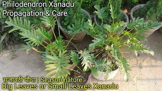 How to grow amp care Philodendron xanadu  Thaumatophyllum xanadu  सजावटी पौधा [upl. by Howey930]