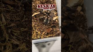 ❓THIS MEXICAN FLAME KNEE TARANTULA MOLTED ❓tarantula fyp [upl. by Llenod]