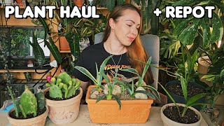 All the plants I bought on my honeymoon🌿✨️ [upl. by Reinhart]