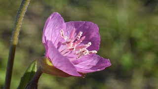 ユウゲショウ（夕化粧）Oenothera rosea [upl. by Poland]