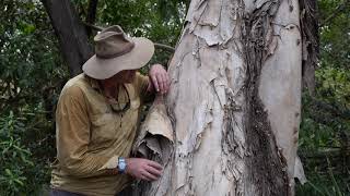 Natural Curiosity  Paperbark Tree [upl. by Anastice]