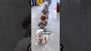 What Are the Different Colors of The Bichon Frise bichonlover shorts bichonfrise dog pets [upl. by Thalia]