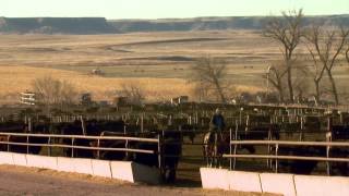 Angus VNR Darnall Feedlot cares for cattle customers [upl. by Nordgren]