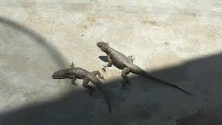 🦎 Lagartixa brigando por disputa de território Calangodeparede Tropidurus hispidus [upl. by Aniloj599]