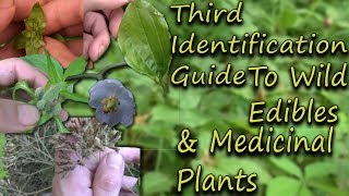 How To Identify Wild Edibles amp Medicinal Plants  A Full Video Guide [upl. by Brahear]