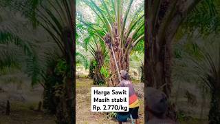 Harga Sawit Hari Ini Belum Ada Perubahan palmoil sawit panen hargasawit [upl. by Yruoc]