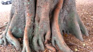 Ficus Gigant  Top 10 Bonsai  Ficus rubiginosa HD 12 [upl. by Aniratak]