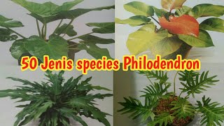 50 jenis tanaman hias philodendron types of philodendrons tanaman hias trend 2021 [upl. by Phio685]