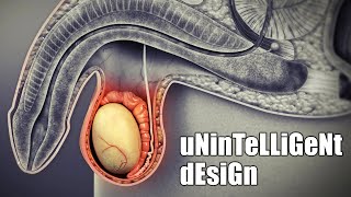 Unintelligent Design  The Dysteleological Argument [upl. by Limak440]