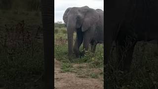 The rarely seen tuskless elephants of mara triangle tuskless gentle Giants [upl. by Lennie]