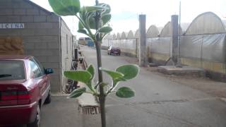 Paulownia tree experiment in Spain with Groasis Waterboxx [upl. by Niven733]