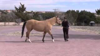 How to Assess Equine Lameness at the Walk [upl. by Denn297]