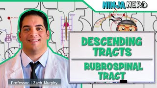 Neurology  Descending Tracts Rubrospinal Tract [upl. by Raimes953]