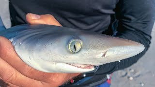 Florida Blacktip Sharks Why do they gather by the thousands every year [upl. by Daffi]