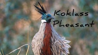 koklass Pheasant morning calling [upl. by Adnorrahs566]