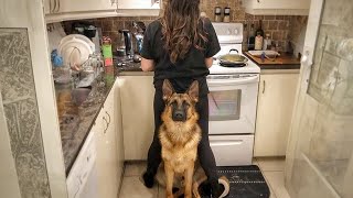 When Your Dog Becomes a Trusted Bodyguard  Cute Moments Dog and Human [upl. by Anna-Maria94]