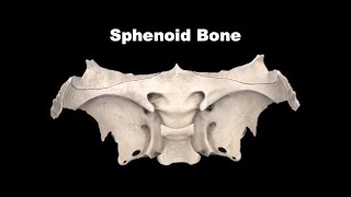 Osteology of Head amp Neck  Sphenoid Bone Anatomy mbbs bds education [upl. by Lahsram]