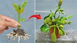 SPECIAL METHOD of propagating jackfruit trees with onions 100 successful [upl. by Matronna946]