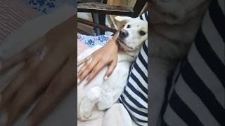 Zo zo bala  pandy Kasa zopla doglover rani pandy funny cute petowner puppy rani [upl. by Eibo]