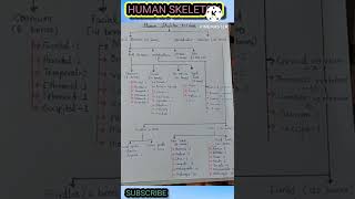 how to remember human skeleton bones name [upl. by Sineray55]