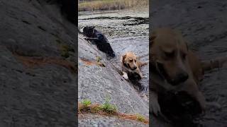 Little misadventure at grundy lake provincialpark dogs funnyanimals [upl. by Yasdnyl765]