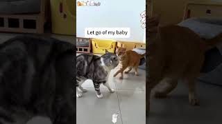 Mommy cat protects kitten cat funny funnyvideo foryou shorts fyp pet [upl. by Arianne]