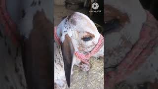 Vitamin c responsive dermatosis treatment  Follow up cattle calf [upl. by Biddy]