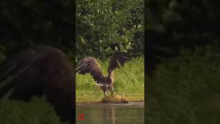 Vulture attacks on big fish shorts [upl. by Sesom]