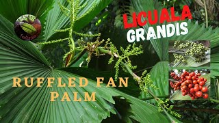 Licuala Grandis Ruffled Fan Palm  Slow Growing Exotic Palm for Indoor and Outdoor [upl. by Edgar546]