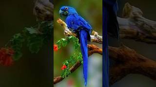 🐦🐦🐦Hyacinth Macaw Bird youtube video [upl. by Atalanta]