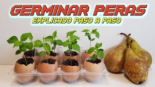 Como Germinar Semillas de Pera Germinar Pera  Sembrar Pera  Plantar Pera  Cultivo paso a paso [upl. by Khudari]