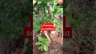 Premna serratifolia bonsai bonsai bonsaiguide [upl. by Pegasus]