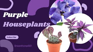 Houseplants with Stunning Purple Foliage [upl. by Elyse]