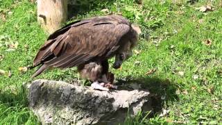 cinereous vulture Aegypius monachus eating carcass Alpenzoo [upl. by Haldes]