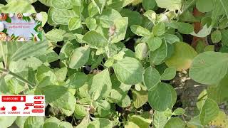 Achyranthes asperaअपामार्गसामान्य स्वास्थ्यमधुमेरोधीभगंदर medicinal plant aushadhi plant [upl. by Ojiram]