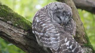 Barred Owls 28 [upl. by Eibur955]