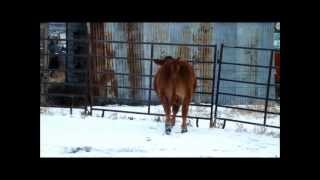 GHR Polled Zane 4Z  Polled Fullblood Limousin Bull [upl. by Ier]