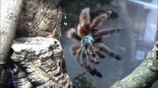 Staceys breakfast Avicularia versicolor [upl. by Culbertson]