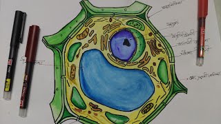 Padap Koshika ka chitra kaise banaye lhow to draw typical plant cell [upl. by Radie]