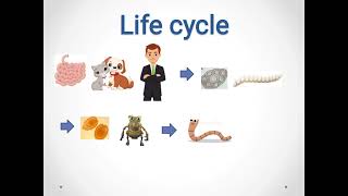 Dipylidium caninum Dog tapeworm ذات المنفذين الكلبية [upl. by Lemhaj]