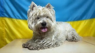 Grooming a West Highland White Terrier  Unbelievable Transformation [upl. by Losiram770]