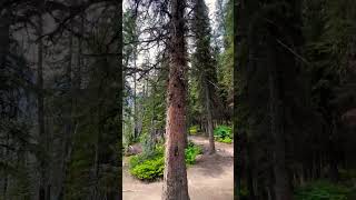 Hiking along the shore of Moraine Lake Alberta 🇨🇦 travel banff tourismalberta [upl. by Silvie]