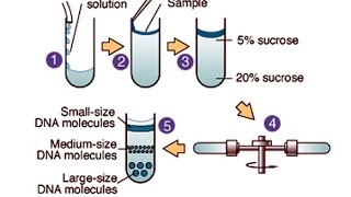 Centrifugation [upl. by Nhguavad]