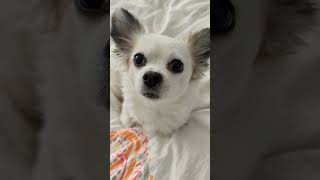 Schokolade 🍫 kokothechihuahua koko süßehunde hunde lustig funny cute chihuahua shorts [upl. by Aseek]