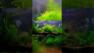 Room Divider Community Fish Tank aquariums fishaquarium aquascape fishtank aquariumdesign [upl. by Melania697]