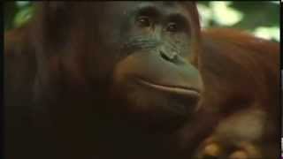 Orangutan Ballet Max Reger  The Virgins Slumber Song [upl. by Esya]