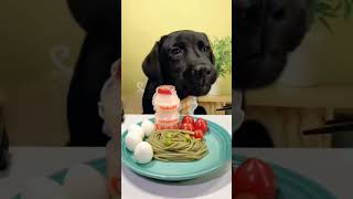 Labrador dog eating tomato and eggs  Canine Cuties foryou pets dogvideoscutedogdogonyoutube [upl. by Shaya]