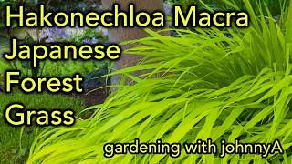 How To Grow Hakonechloa macra or Hakone Grass  Japanese Forest Grass [upl. by Traweek761]